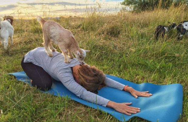Yoga con cabras