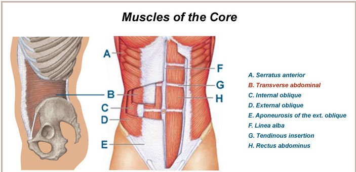 body core