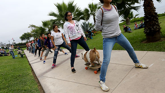 Otto, el bulldog skater