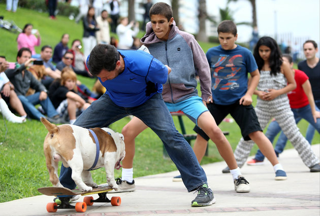 Otto, el bulldog skater