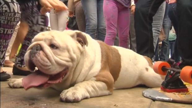 Otto, el bulldog skater