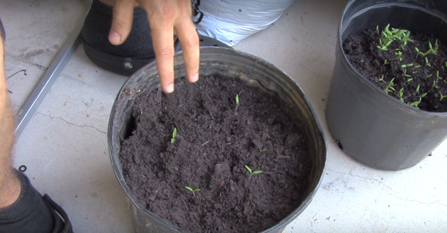 cultivar tomates en casa