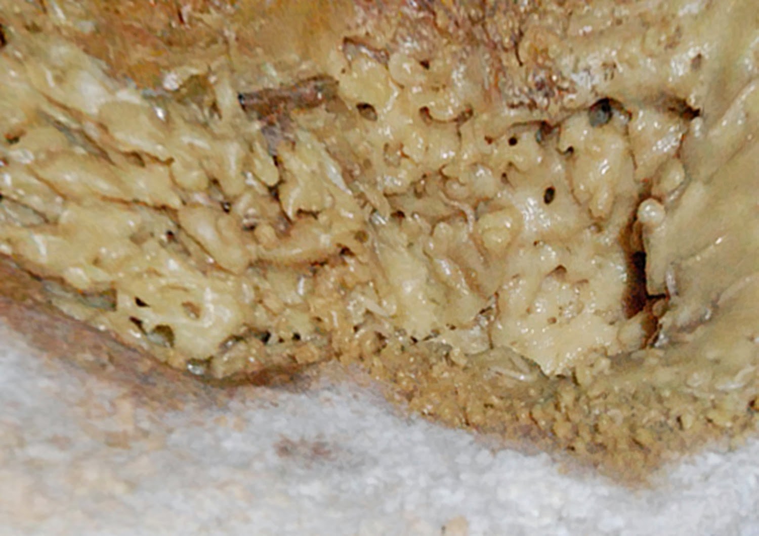 Casu Marzu