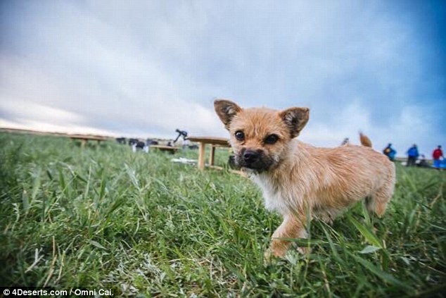 Gobi, el perrito que acompañó a un atleta