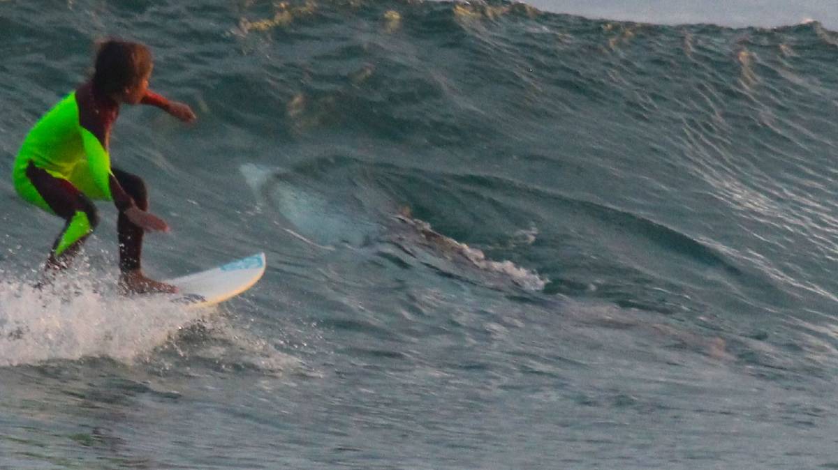 Niño de 10 años surfea sobre tiburón blanco 