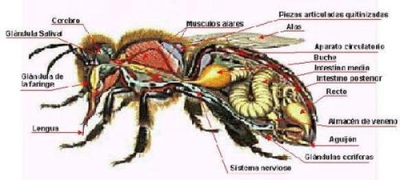 Abejas africanas asesinas