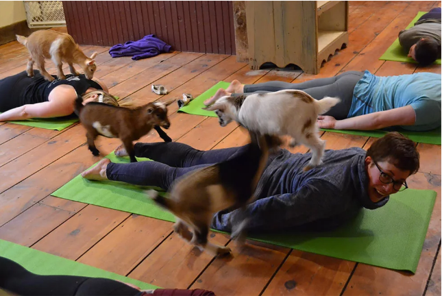 Yoga con cabras