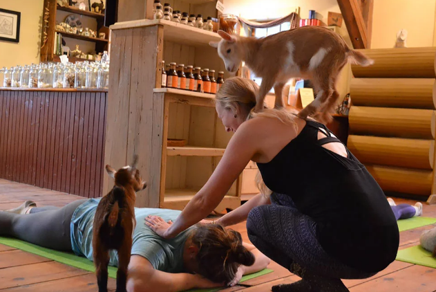 Yoga con cabras