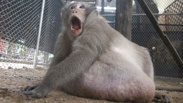 Tío Gordo, mono adicto a la comida basura