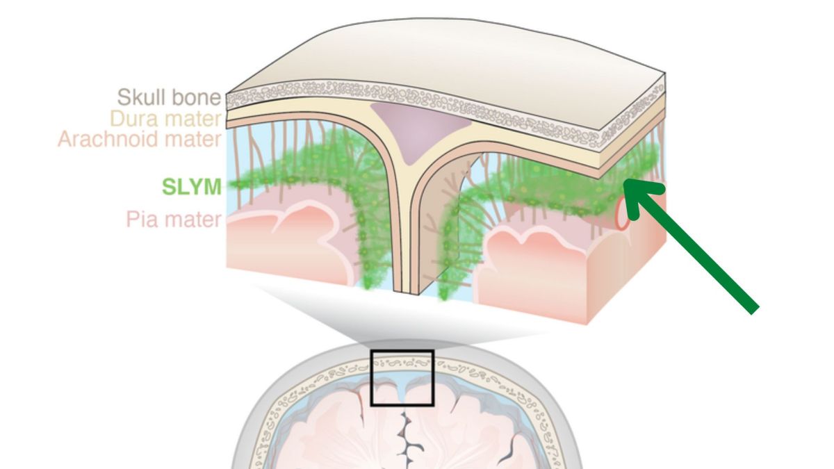 Un nuevo "escudo protector" en el cerebro es como una atalaya para las células inmunitarias