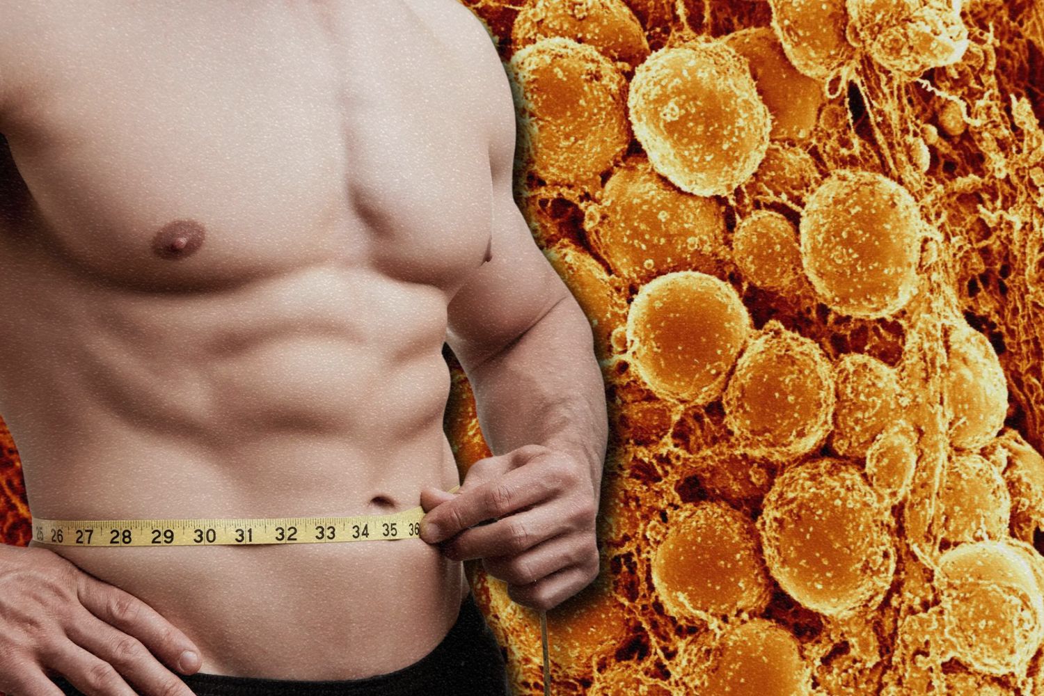 Avance de la "grasa beige": La quema de calorías podría revolucionar la pérdida de peso