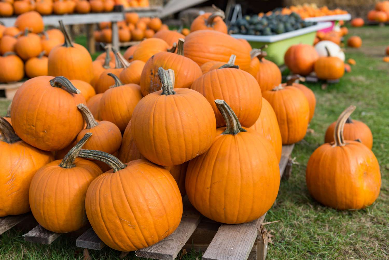 15 Mejores Frutas y Verduras para Comprar Frescas Esta Temporada de Otoño