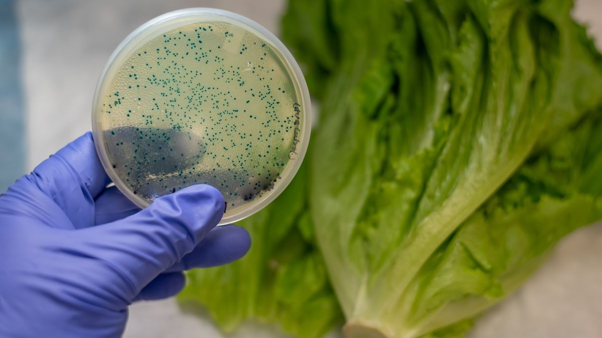 ¿Cómo llega E. coli a los alimentos?