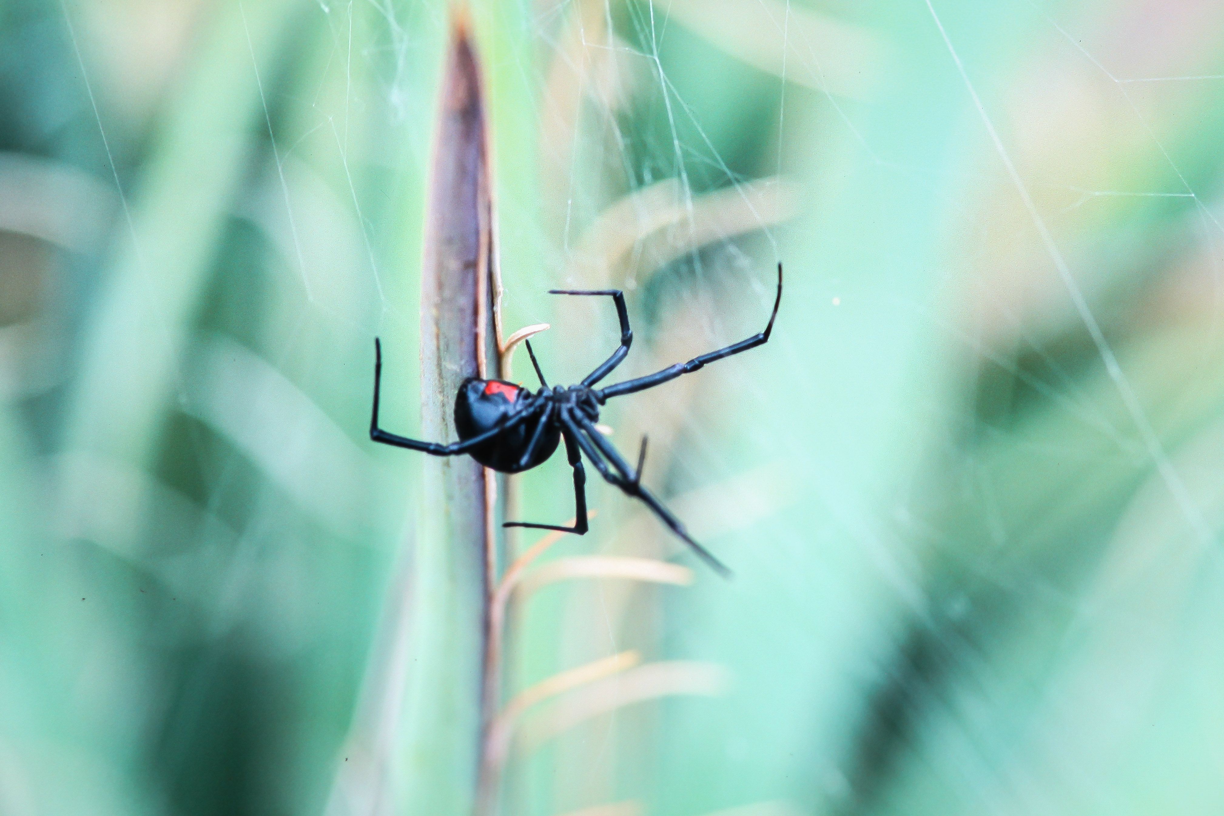 Cómo Identificar una Picadura de Araña, Según Expertos