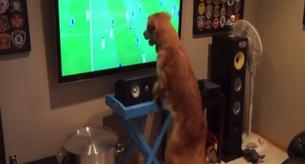 El vídeo del perro más fan del Mundial