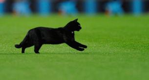 Gatos en campos de fútbol