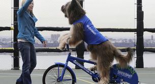 El vídeo del perro que monta en bicicleta