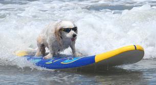 ¡Concurso de perros surfistas!