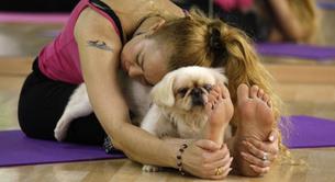 Los beneficios del Doga: ¡Entrenar con tu mejor amigo!