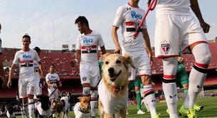 La maravillosa razón por la que los jugadores del Sao Paulo saltaron al campo con perros