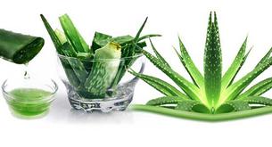 Aloe vera como medicina