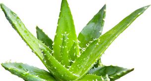 Intolerancia y alergia al aloe vera