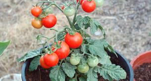 la forma más rápida de plantar tomates