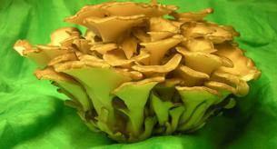 Los sorprendentes beneficios del maitake