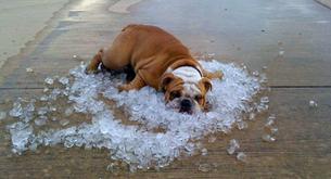 Cómo tratar los golpes de calor