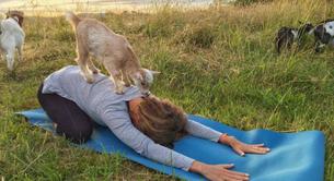 La moda de hacer yoga con cabras