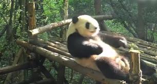 El entrenamiento de un oso panda de China se hace viral