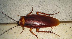 Extraen una cucaracha viva del cráneo de una mujer