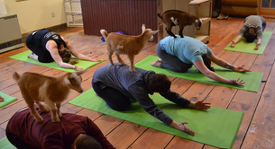 Yoga con cabritas: el método de relajación que está arrasando