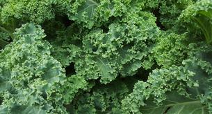 Problemas del kale: ¿es bueno para todos?