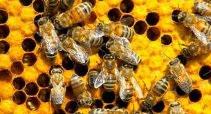 Muere una mujer tras someterse a acupuntura con abejas